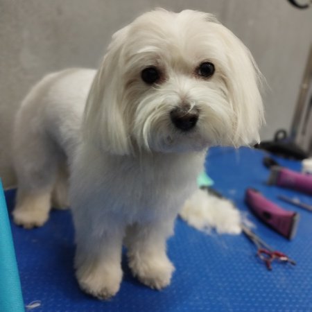 Piesek po pielęgnacji